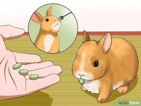 Image titled Teach Your Rabbit to Jump over Something Step 5