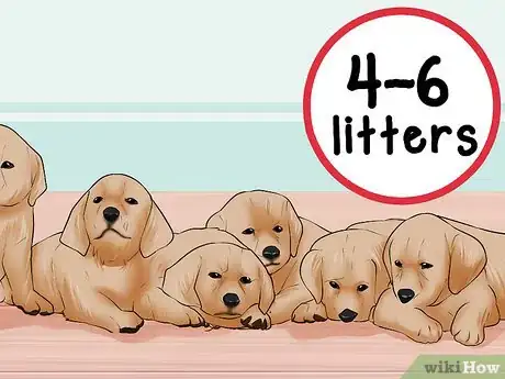 Image titled Know when to Stop Breeding a Female Dog Step 3