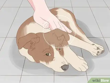 Image titled Tell How Big a Mixed Puppy Will Get Step 6