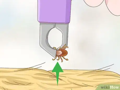 Image titled Get Rid of Ticks on Rabbits Step 3