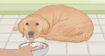 Prepare Home Cooked Food for Your Dog