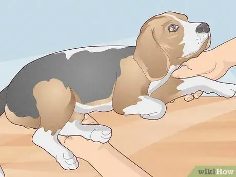 Image titled Splint a Dog's Leg Step 2