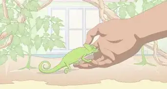 Take Care of a Chameleon