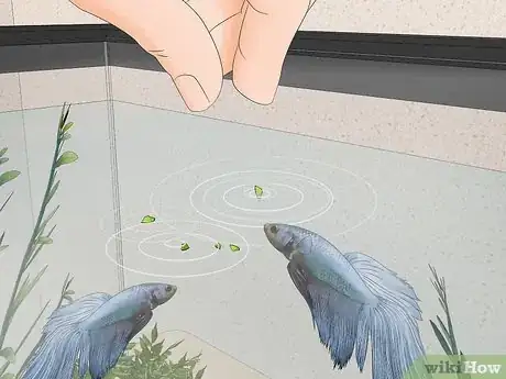 Image titled Feed a Betta Fish Peas Step 10
