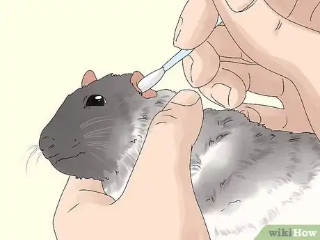 Image titled Spot and Treat Ear Infections in Rats Step 7