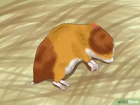 Image titled Get a Hamster out of Hibernation Step 2