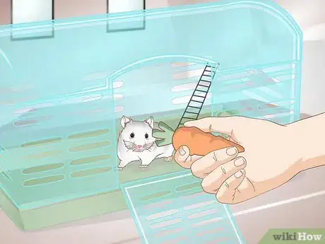 Image titled Clean a Hamster's Teeth Step 3