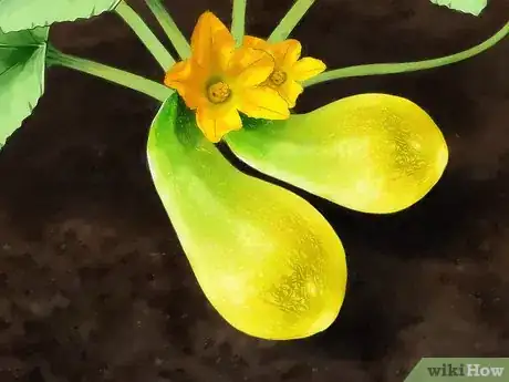 Image titled Grow Yellow Squash Step 11