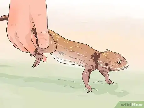 Image titled Hold a Bearded Dragon Step 7