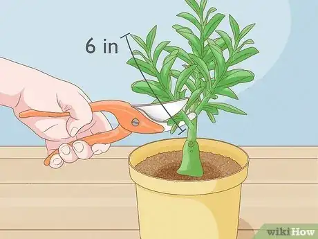 Image titled Grow Adeniums Step 7