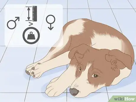 Image titled Tell How Big a Mixed Puppy Will Get Step 9