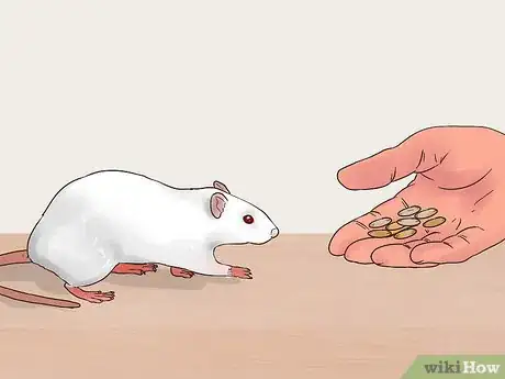 Image titled Care for a Dumbo Rat Step 13