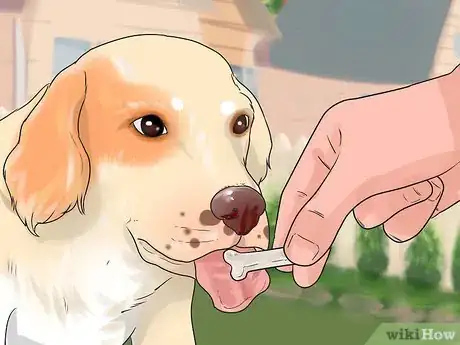 Image titled Teach Your Dog to Play Shy Step 13