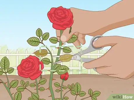 Image titled Get Rid of Aphids on Roses Organically Step 1