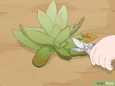 Image titled Plant Succulents Step 15