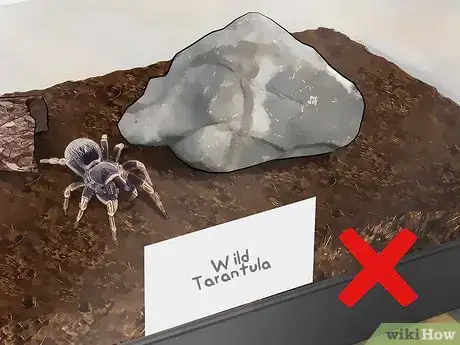 Image titled Pick a Pet Tarantula Step 10