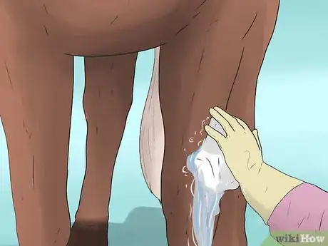 Image titled Wrap a Horse's Leg Step 31