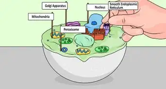 Make a Model Cell