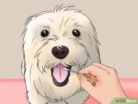 Image titled Know if Your Male Dog Is Ready to Breed Step 5