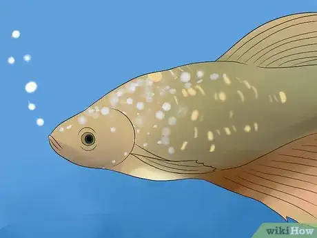 Image titled Tell if a Betta Fish Is Sick Step 5