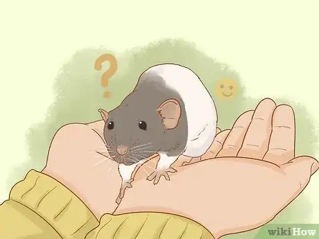 Image titled Train Your Rat to Do Tricks Step 3
