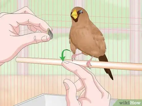 Image titled Bond with Pet Finches Step 15