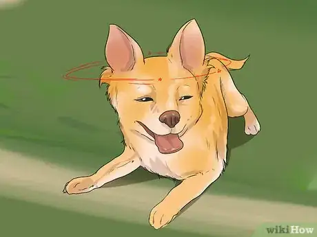 Image titled Take Care of a Teacup Chihuahua Step 14