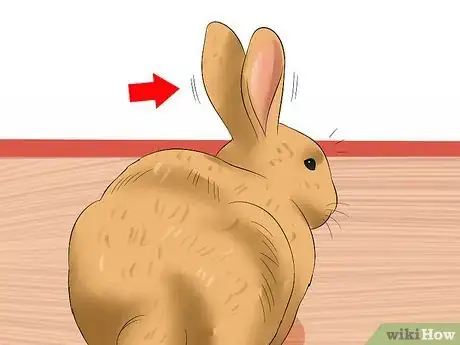 Image titled Care For an Elderly Rabbit Step 15