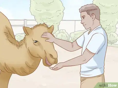 Image titled Care for a Camel Step 14