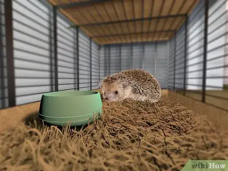 Image titled Make a Home for Your Hedgehog Step 9