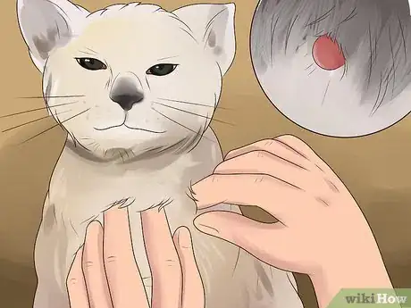 Image titled Treat Flea Bites in Cats Step 1
