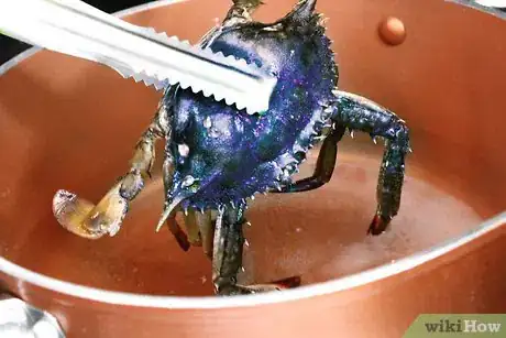 Image titled Boil Blue Crab Step 8