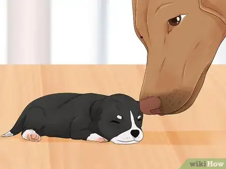 Image titled Handle a Mother Dog Refusing to Stay with Her Puppies Step 12