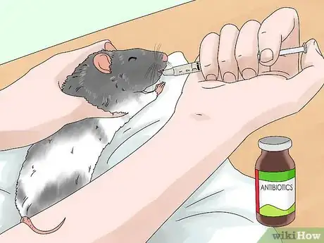 Image titled Spot and Treat Ear Infections in Rats Step 9