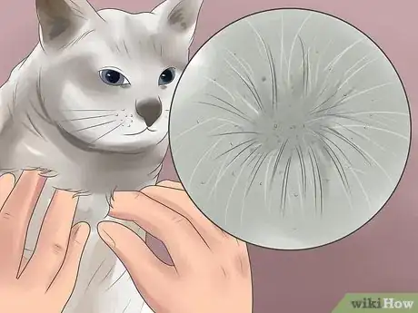 Image titled Treat Flea Bites in Cats Step 3