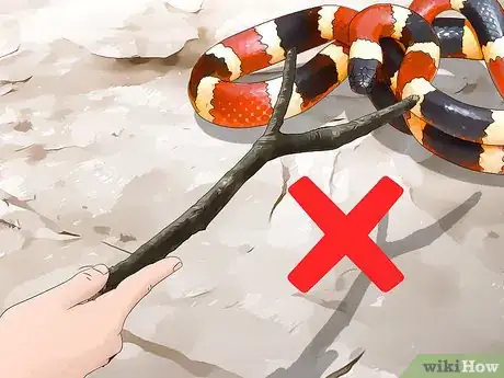 Image titled Tell the Difference Between a Milk Snake and a Coral Snake Step 10