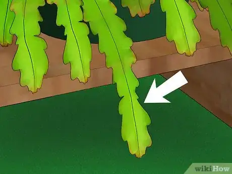 Image titled Grow Epiphyllum Cactus Step 13