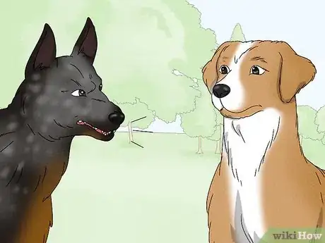 Image titled Identify an Australian Cattle Dog Step 14