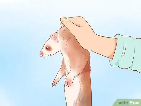 Image titled Clean a Ferret's Ears Step 4