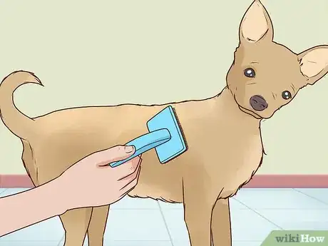 Image titled Wash a Chihuahua Step 10