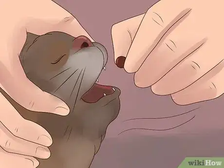 Image titled Treat Flea Bites in Cats Step 9