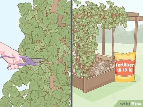 Image titled Grow Grapes from Seeds Step 12