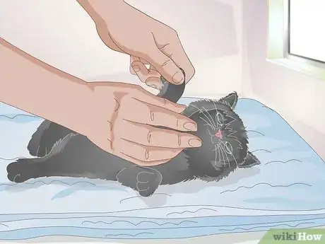 Image titled Take Care of a Kitten with a Broken Leg Step 13