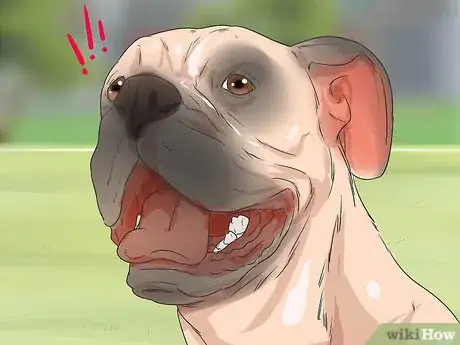 Image titled Teach Your Dog to Focus Step 14