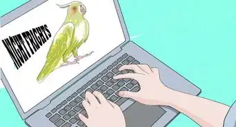 Take Care of a Cockatiel