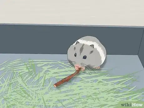 Image titled Feed Dwarf Hamsters Step 5
