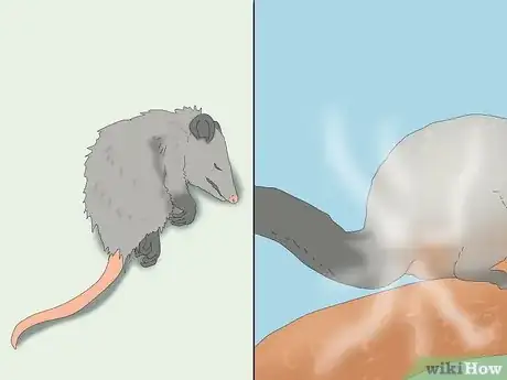 Image titled Possum vs Opossum Step 7