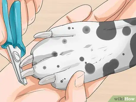 Image titled Care for a Dalmatian Step 12