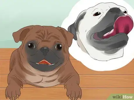 Image titled Breed Pugs Step 4