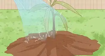 Plant a Mango Seed